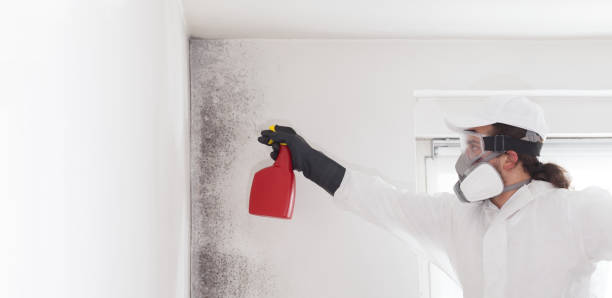 Professional Mold Removal in Pontiac, IL